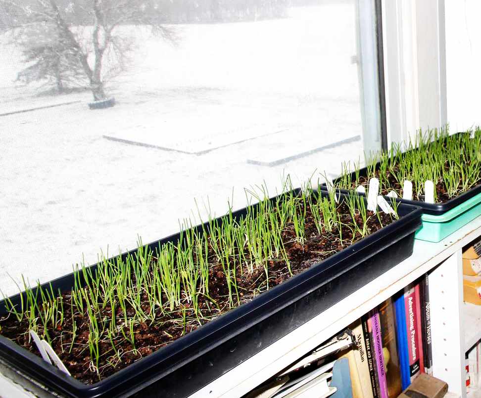 Выращивание зелени на подоконнике зимой
