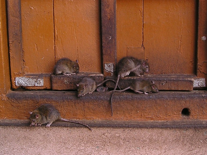 Как избавиться от крыс в придомовом сарае
