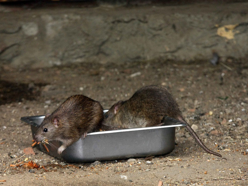Как избавиться от крыс и способы борьбы с грызунами