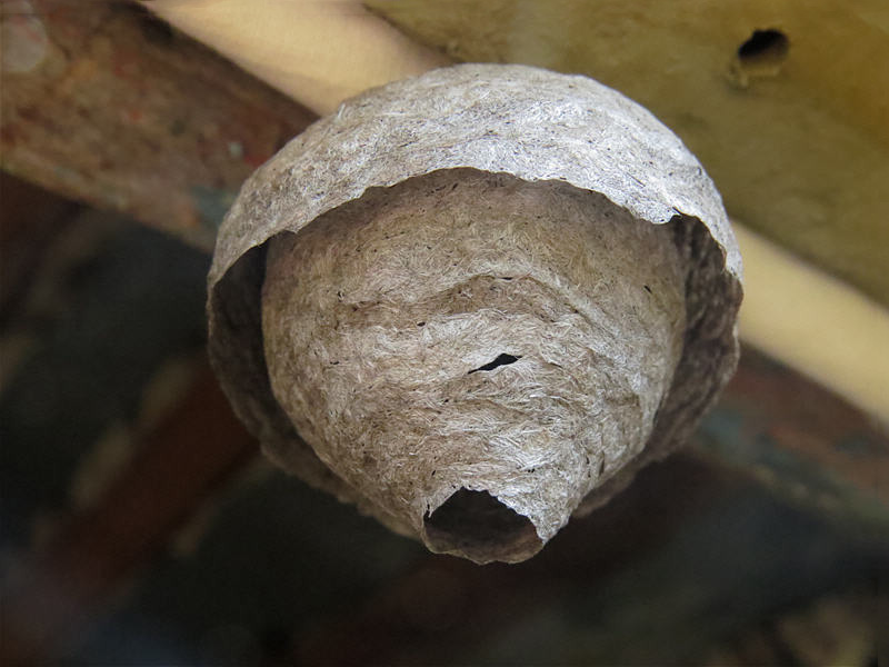 Как избавиться от ос на даче и как убрать гнезда из под крыши