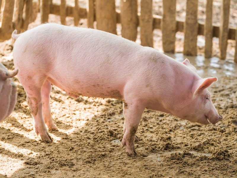 Крупная белая порода свиней русской разновидности
