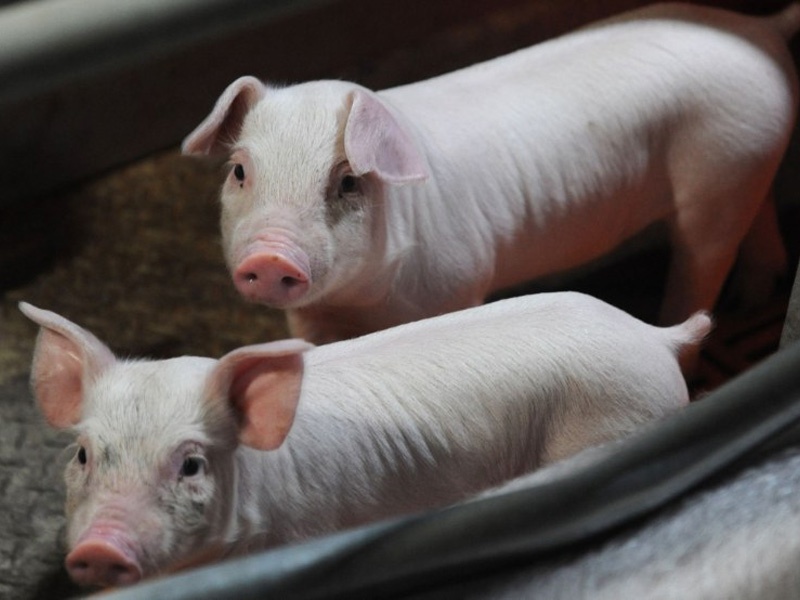 Крупная белая порода свиней и как кормить мясную породу