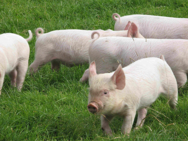 Беконное свиноводство и разведение эстонской породы