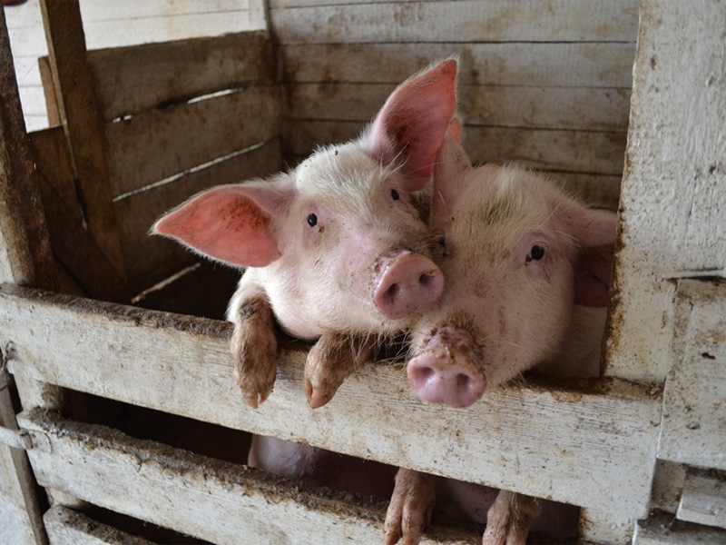 Беконное свиноводство и разведение канадской породы