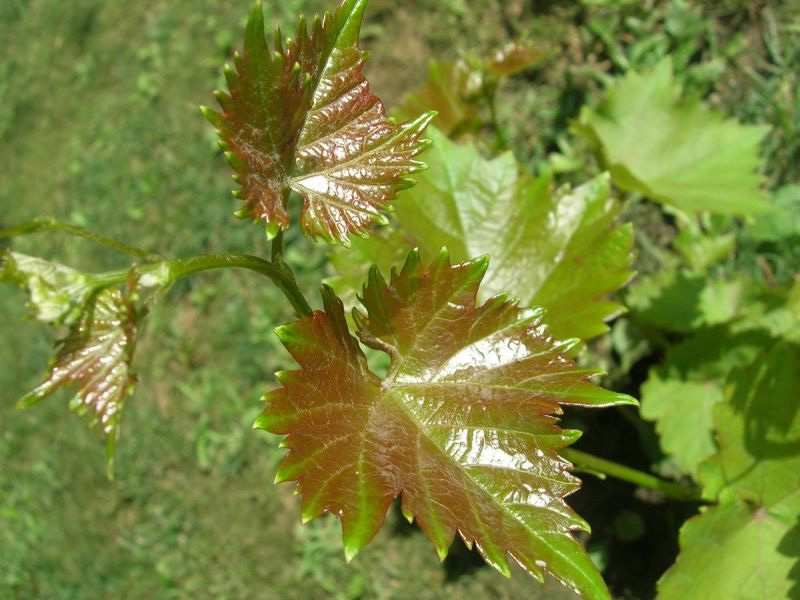 Болезни винограда на листьях