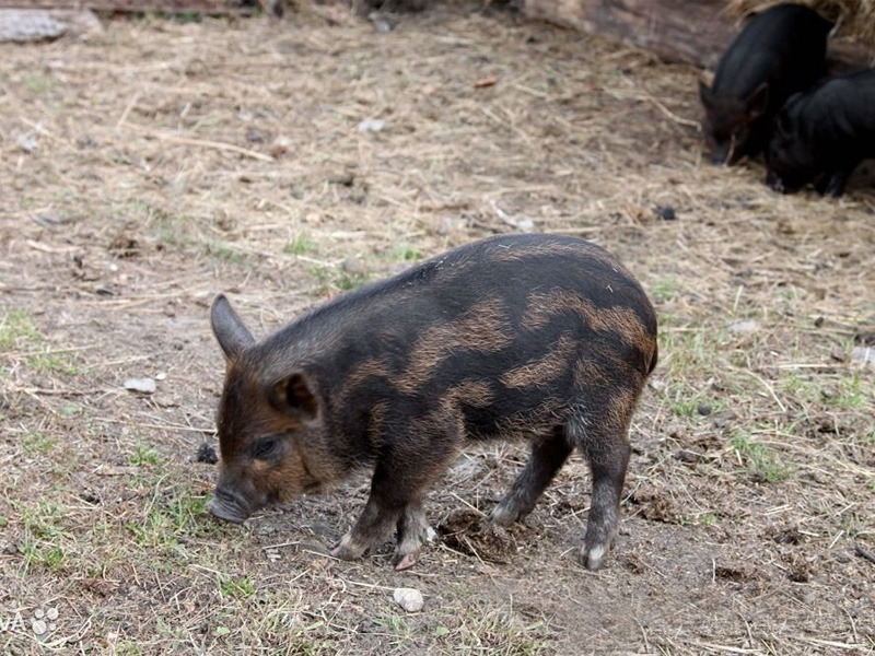 Кармалы – порода свиней и описание породы