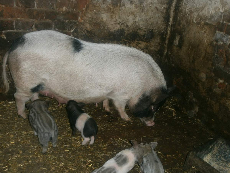 Кармалы – порода свиней и правила содержания