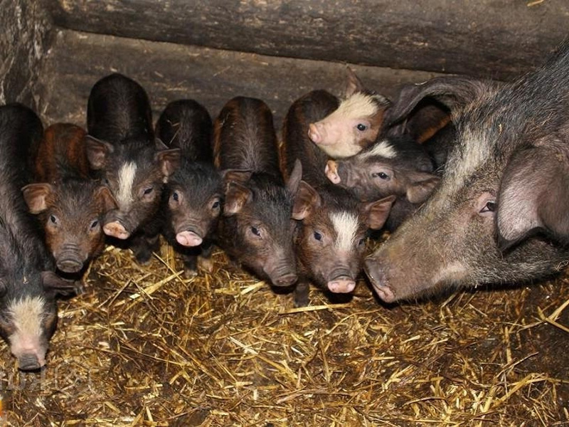 Кармалы – порода свиней и рацион питания поросят