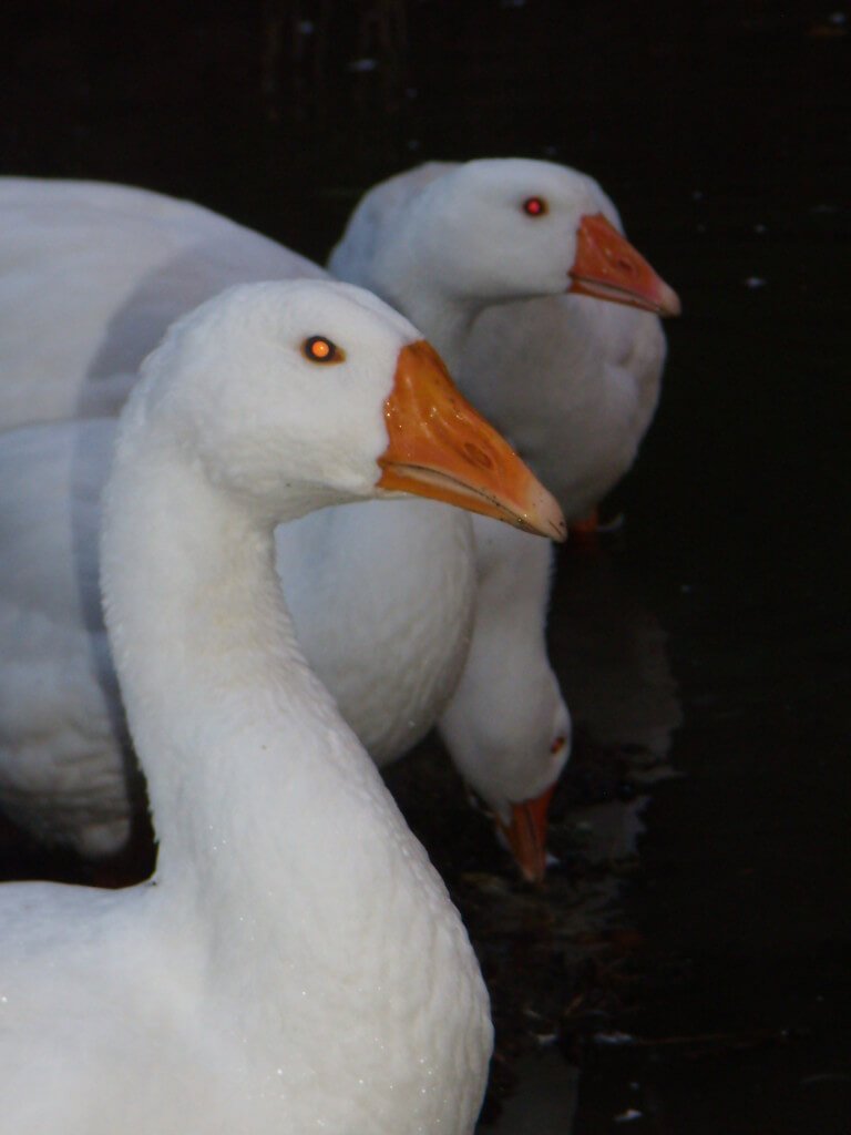 гуси холмогорские чупатый. красивый гусь. курчавый ленточный гусь. гуси гогочут. гусь боец.