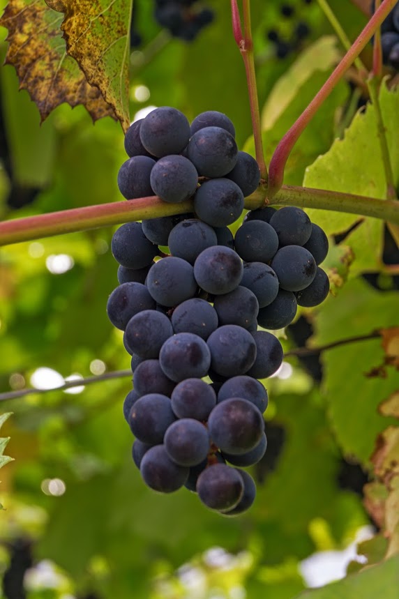 Как укоренить черенки винограда