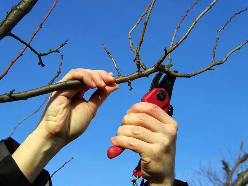 Как осенью обрезать плодовые деревьея