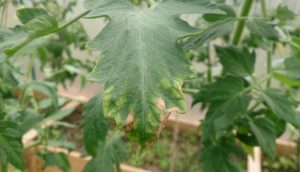 бурая пятнистость листьев томата