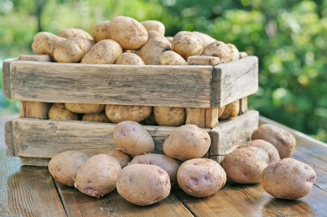 как сохранить картофель на зиму