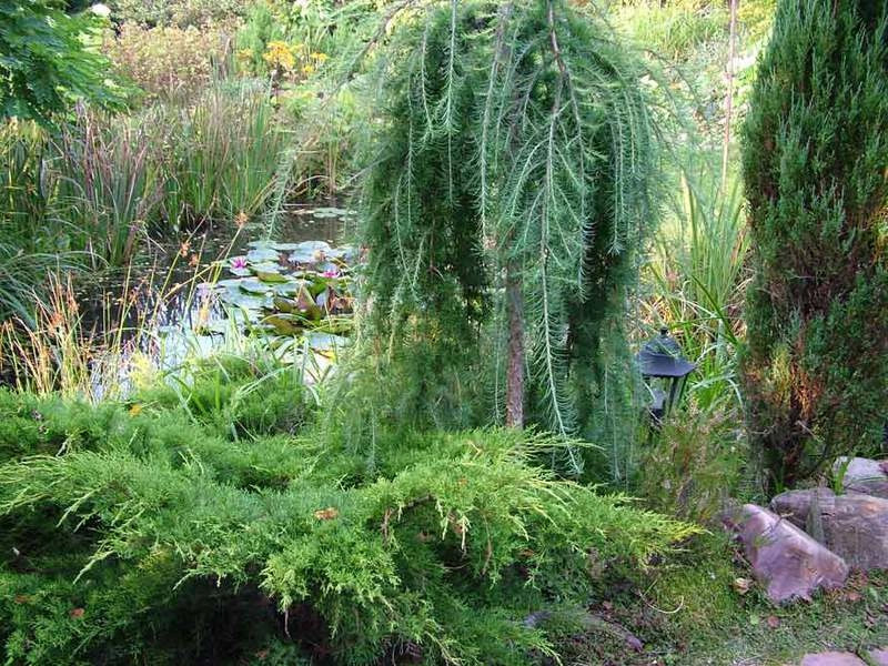 Хвойные растения: можжевельник и туя для сада: можжевельник западный «Хорстманн»