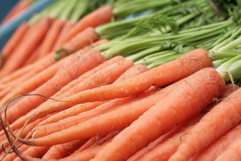 Как посадить морковь под зиму
