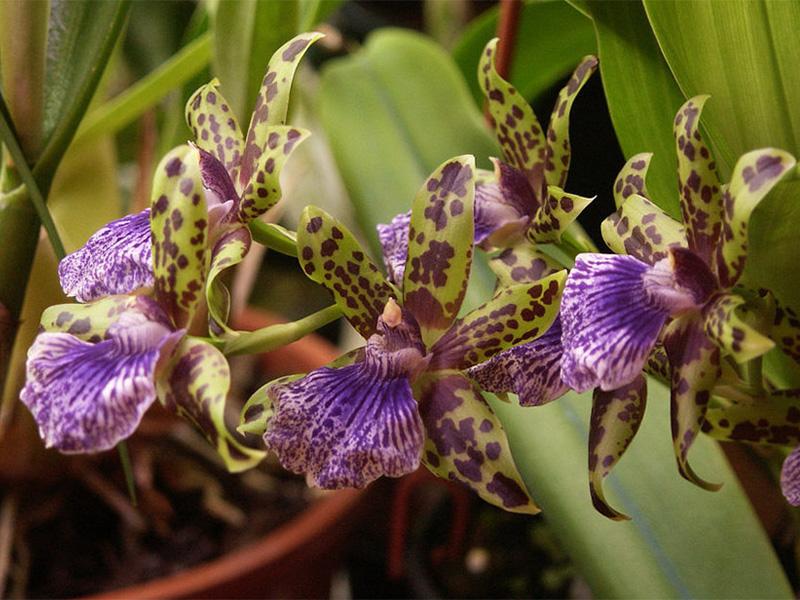 Как правильно ухаживать за орхидеями самостоятельно в домашних условиях