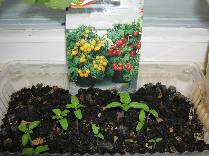 Посадка помидор на рассаду в домашних условиях и обогащение рассады кислородом