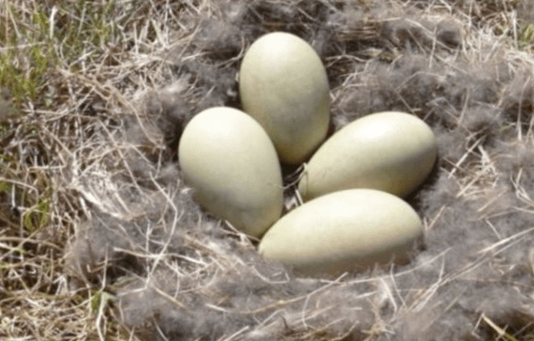 Как отобрать яйца уток для инкубации