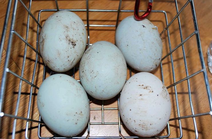 Как подготовить яйца к инкубации
