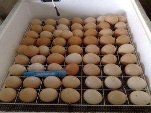 инкубация куриных яиц