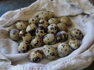 Как инкубировать перепелиные яйца в домашних условиях