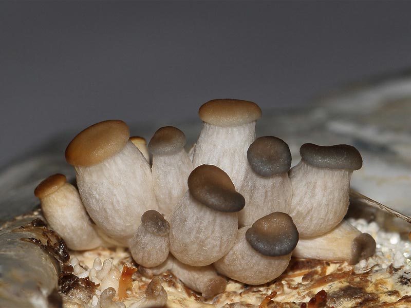 Выращивание белых грибов в домашнем помещении