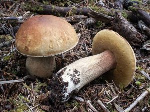 Выращивание белых грибов в естественной среде