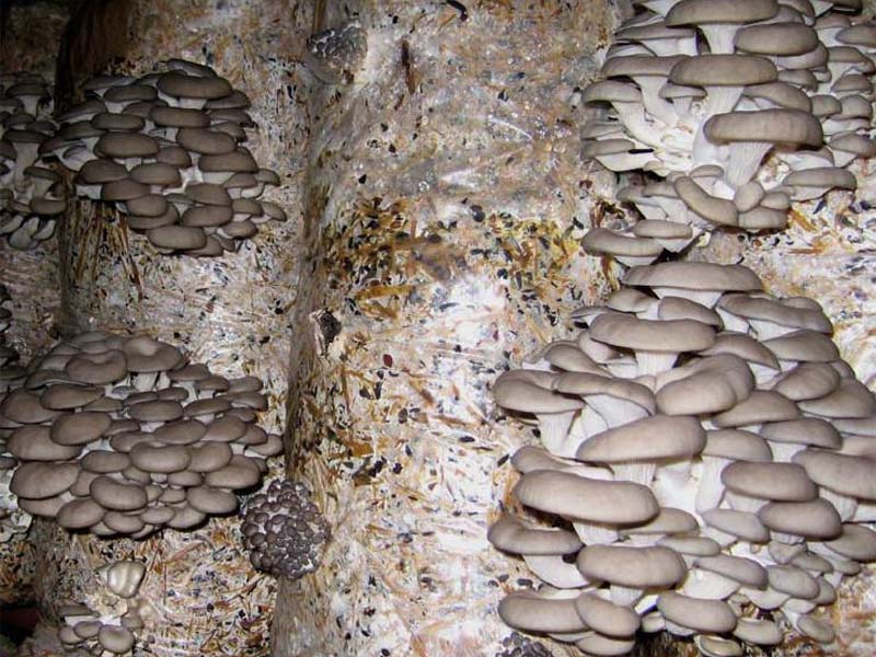 Варианты выращивания грибов в домашних условиях