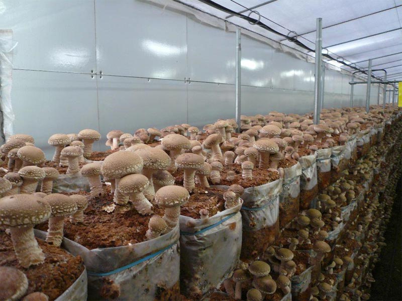 Способы выращивания грибов в домашних условиях