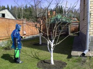 Меры безопасности при обработке деревьев весной мочевиной