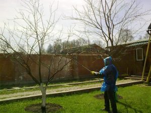Подбор разбразгивателей для обработки деревьев весной мочевиной