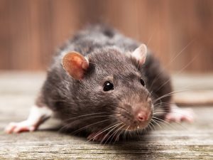 Как избавиться от крыс своими силами