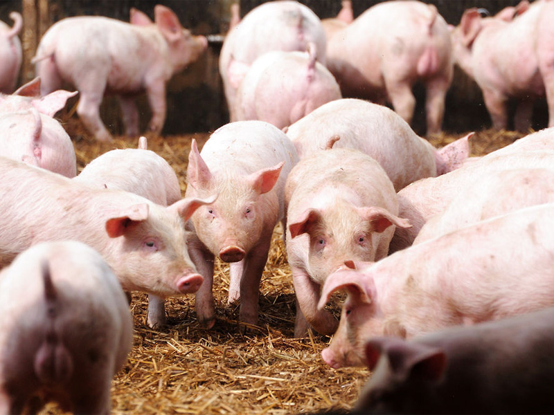 Крупная белая порода свиней и особенности разведения