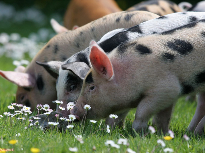 Сальные породы свиней и особенности белорусской пятнистой породы