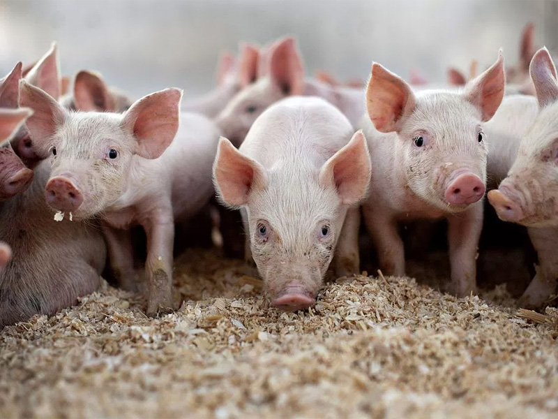 Сальные породы свиней и основы ухода за поросятами