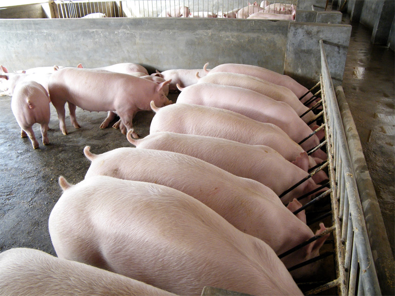 Беконное свиноводство и организация свинарника
