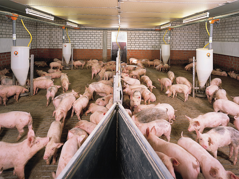 Беконное свиноводство и как кормить поросят