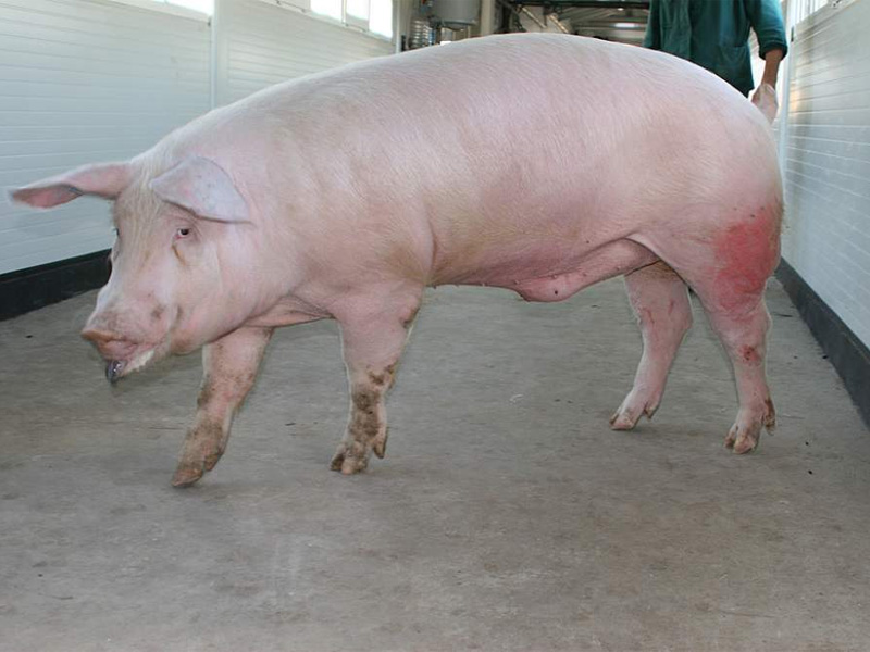 Беконное свиноводство и порода свинобык