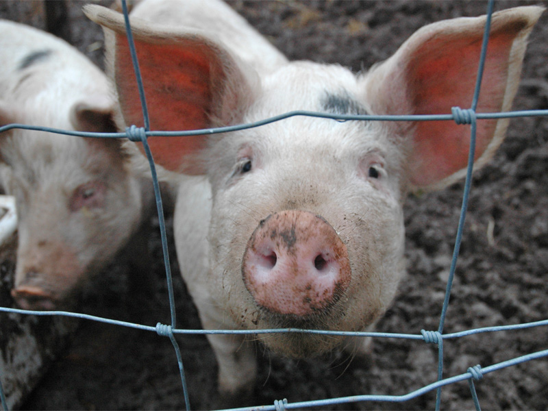 Беконное свиноводство и особенности разведения