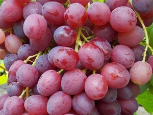 Болезни винограда и способы борьбы с ними