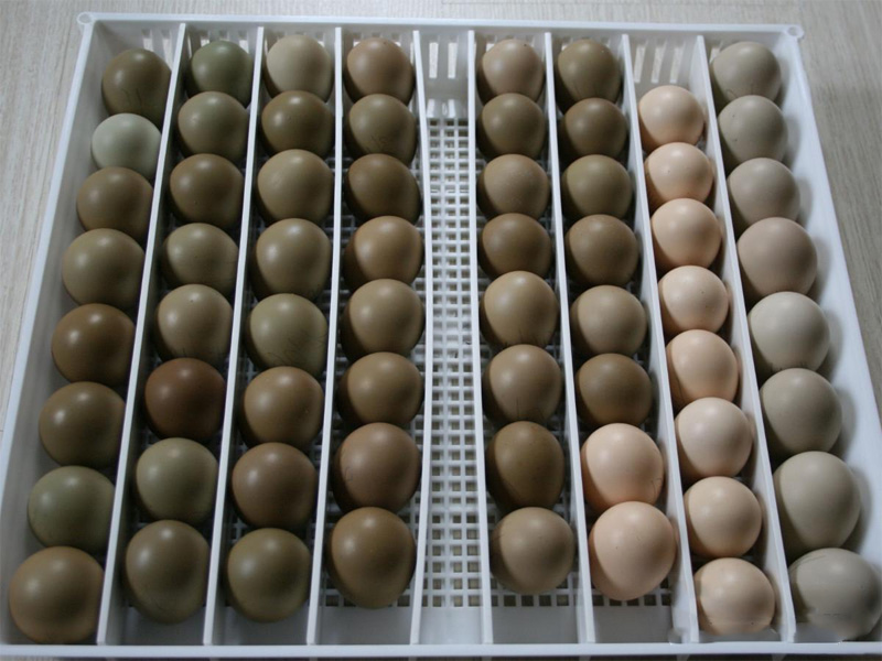 Фазан. Инкубация яиц и процесс инкубирования в домашних условиях