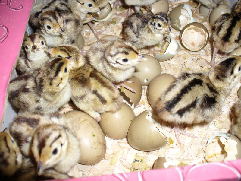 Фазан. Инкубация яиц - пошаговое руководство от а до я