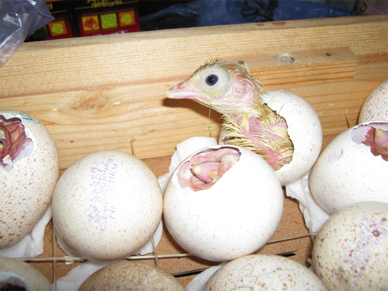 Инкубация индюшиных яиц и как дождаться птенцов