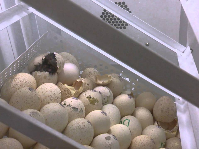 Инкубация индюшиных яиц и как обустроить инкубатор