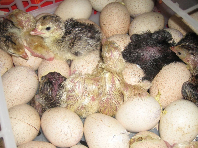 Инкубация индюшиных яиц самостоятельно пошагово