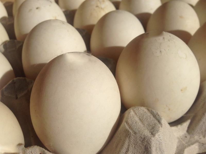 Инкубация яиц цесарки и подготовка яиц