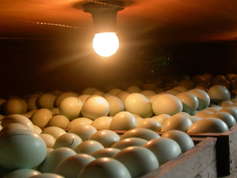 Инкубация яиц цесарки и устройство инкубатора