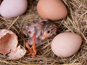 Инкубация яиц цесарки в домашних условиях