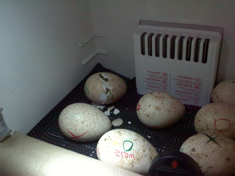 Инкубация яиц цесарки и правильная укладка яиц