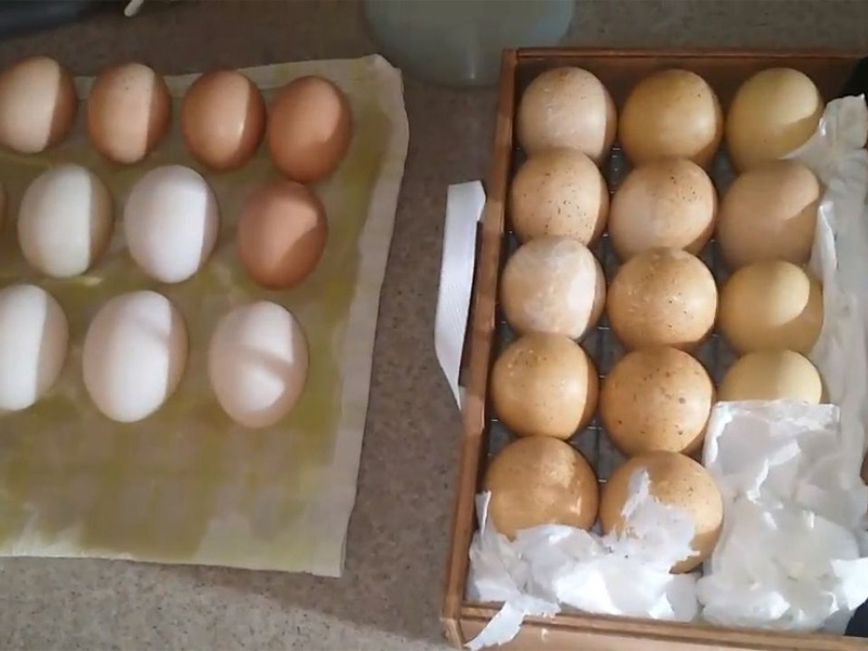 Инкубация яиц цесарки и выбраковывание яиц